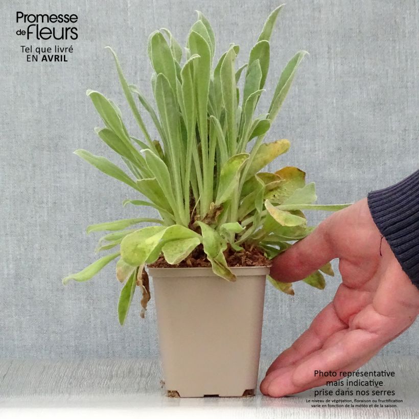 Exemplaar van Lychnis coronaria Angels Blush - Prikneus Kweekpotje van 8/9 cm zoals geleverd in de lente