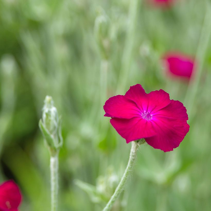 Lychnis coronaria Atrosanguinea - Prikneus (Bloei)