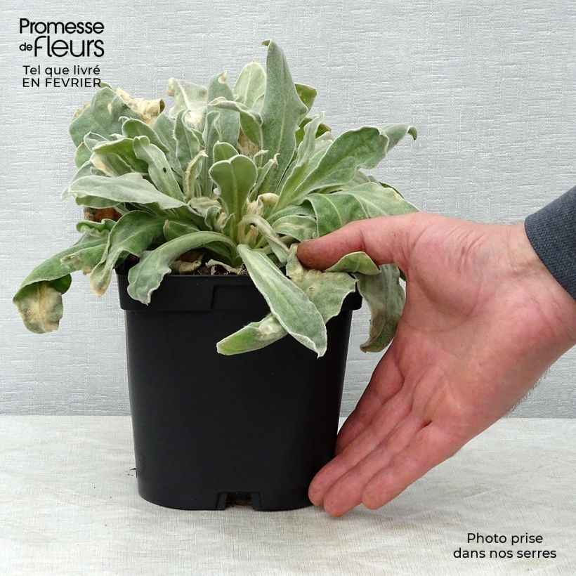 Example of Lychnis coronaria Atrosanguinea - Prikneus Pot van 2 l/3 l as you get in hiver