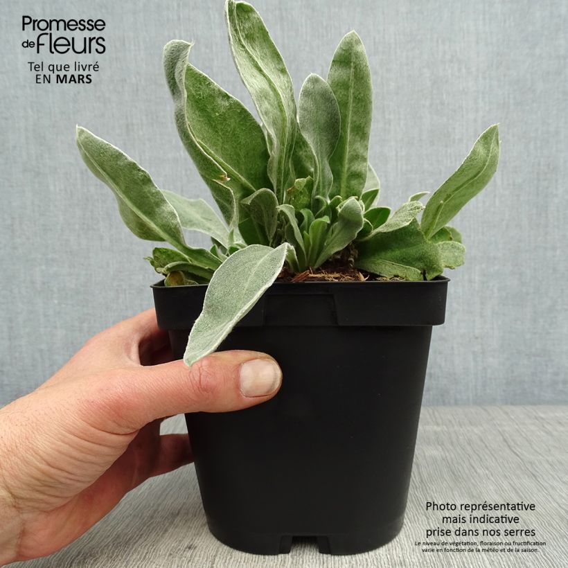 Exemplaar van Lychnis coronaria Atrosanguinea - Prikneus Pot van 2 l/3 l zoals geleverd in de lente