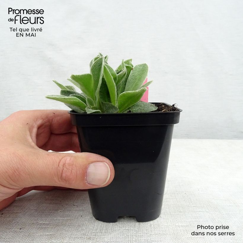 Exemplaar van Lychnis coronaria Atrosanguinea - Prikneus Kweekpotje van 8/9 cm zoals geleverd in de lente