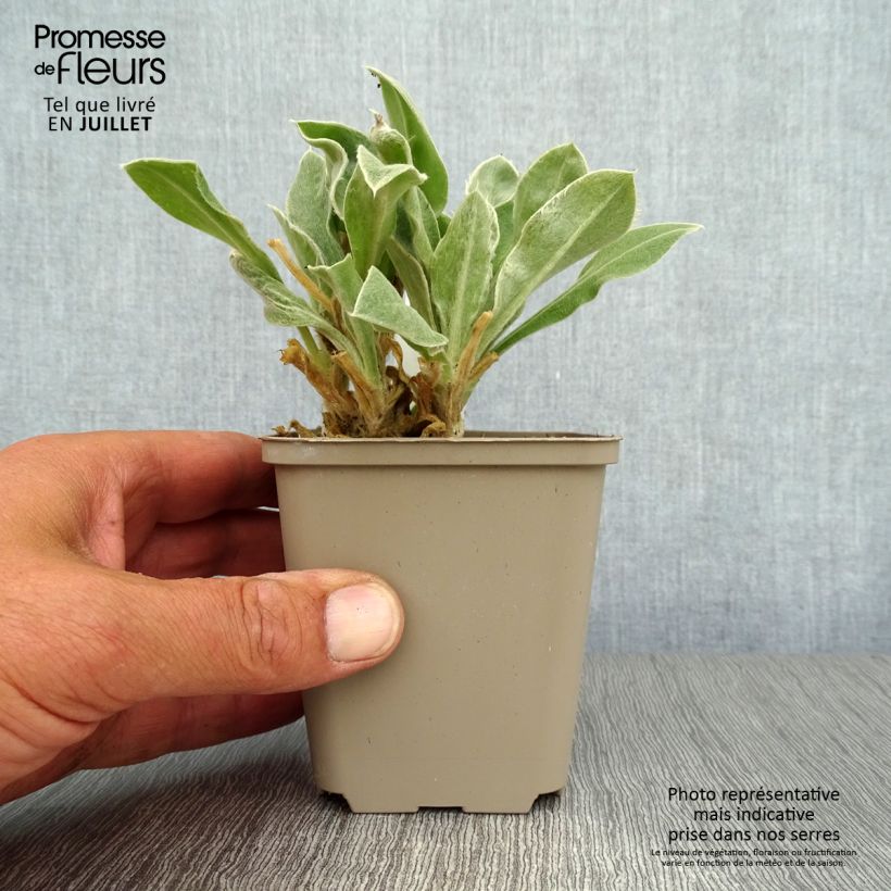 Exemplaar van Lychnis coronaria - Prikneus Kweekpotje van 8/9 cm zoals geleverd in de zomer