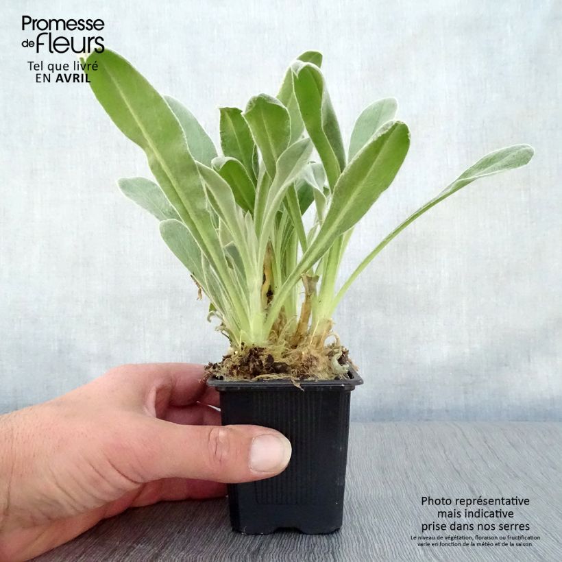 Exemplaar van Lychnis coronaria - Prikneus Kweekpotje van 8/9 cm zoals geleverd in de lente