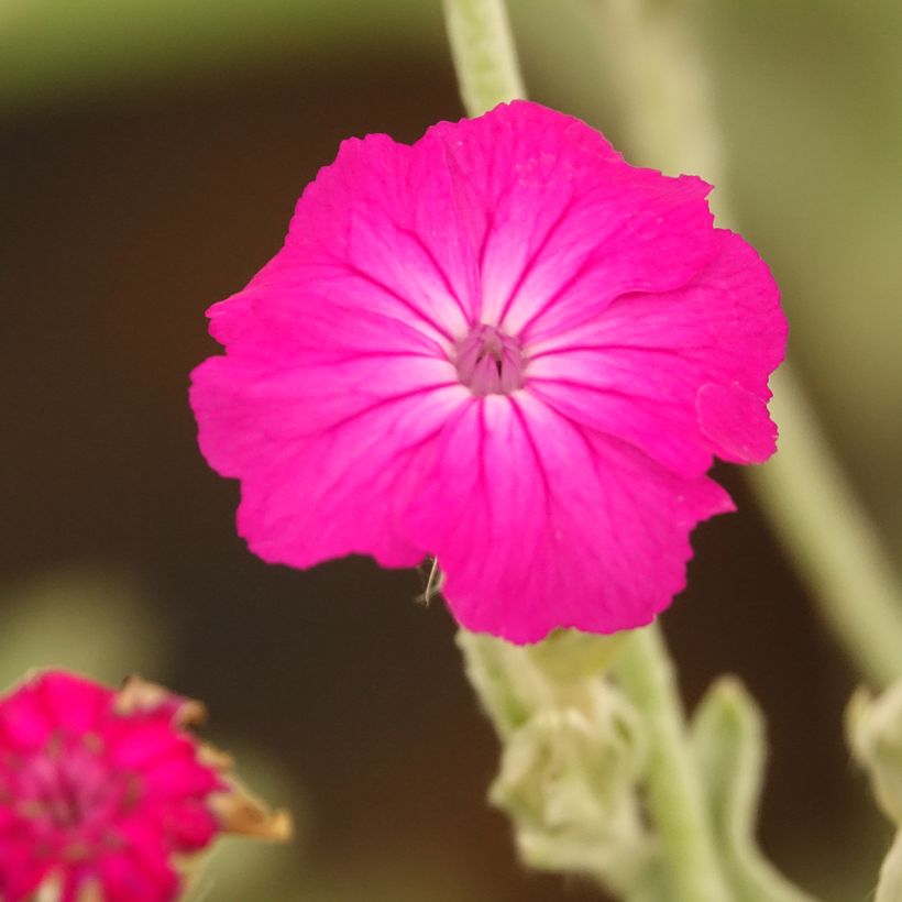 Lychnis coronaria - Prikneus (Bloei)