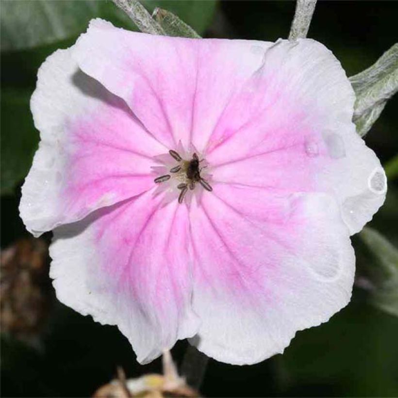 Lychnis coronaria Angels Blush - Prikneus (Flowering)