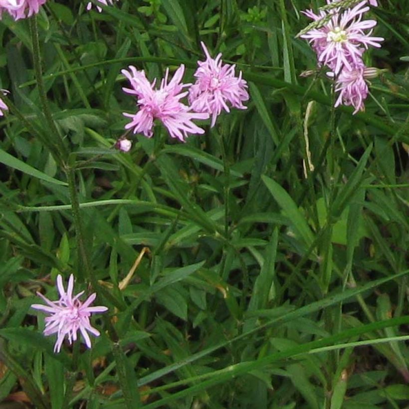 Lychnis flos-cuculi Jenny - Echte koekoeksbloem (Foliage)