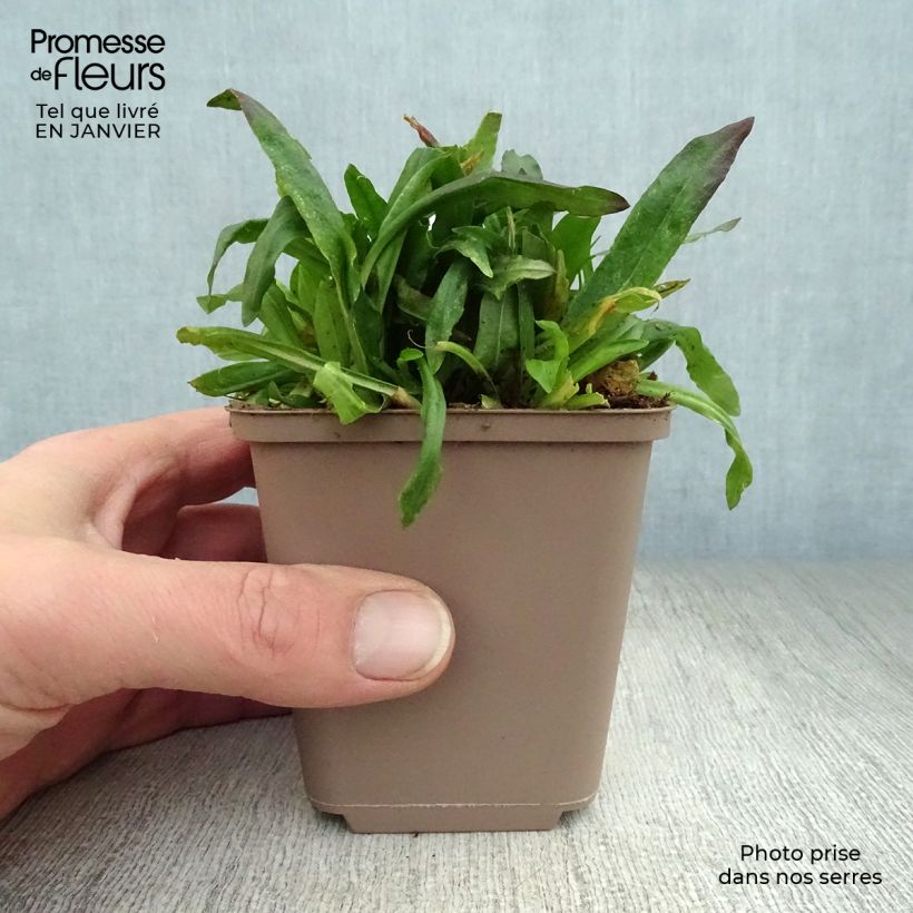 Example of Lychnis flos cuculi Jenny - Oeillet des prés rose  Kweekpotje van 7/8 cm as you get in hiver