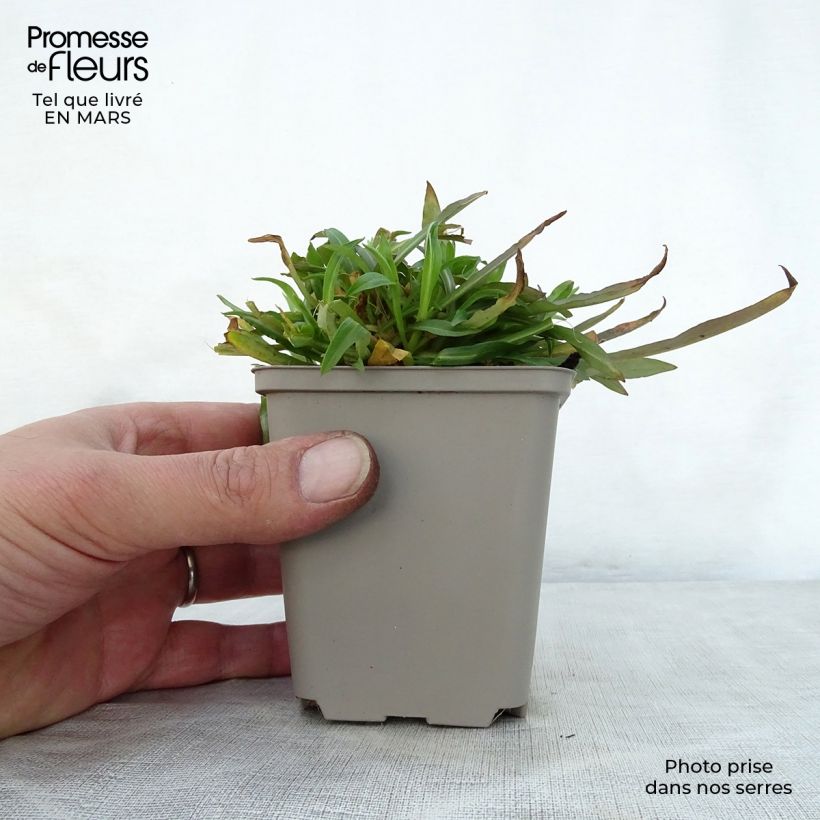 Exemplaar van Lychnis flos-cuculi Jenny - Echte koekoeksbloem Kweekpotje van 7/8 cm zoals geleverd in de lente