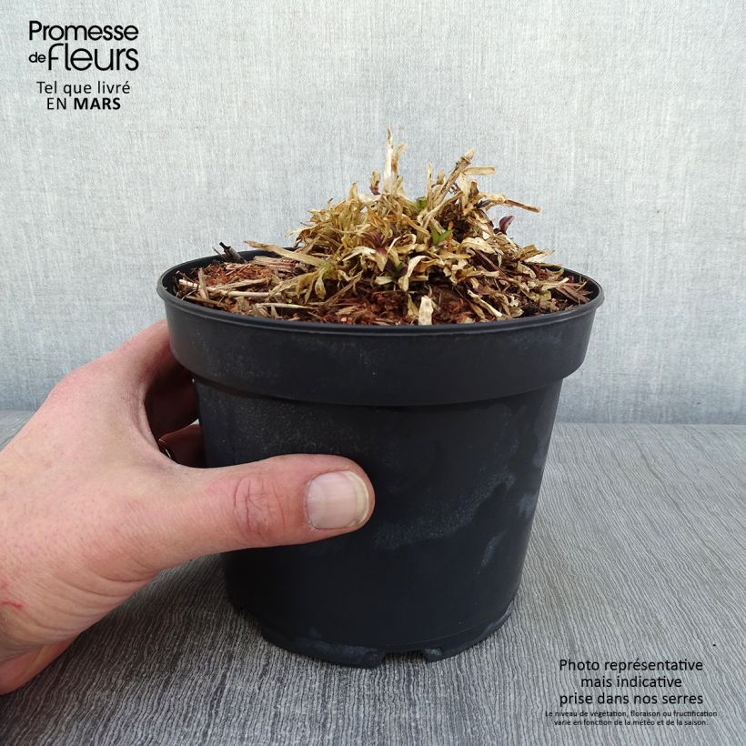 Example of Lychnis flos cuculi Jenny - Oeillet des prés rose  Pot van 2 l/3 l as you get in hiver