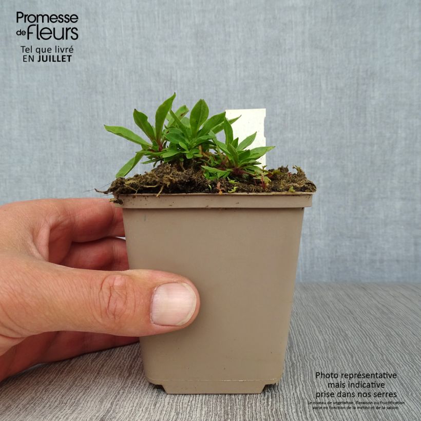 Exemplaar van Lychnis flos-cuculi - Echte koekoeksbloem Kweekpotje van 8/9 cm zoals geleverd in de zomer