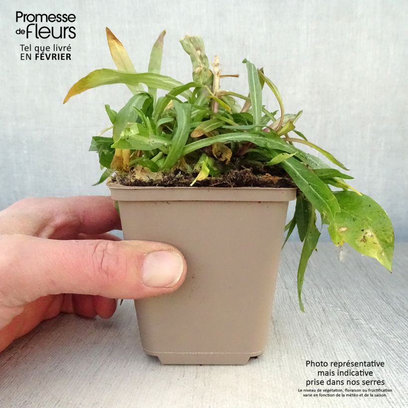 Example of Lychnis flos-cuculi - Oeillet des près Kweekpotje van 8/9 cm as you get in hiver