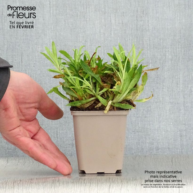 Example of Lychnis flos-cuculi Petit Henri - Echte koekoeksbloem Kweekpotje van 8/9 cm as you get in hiver