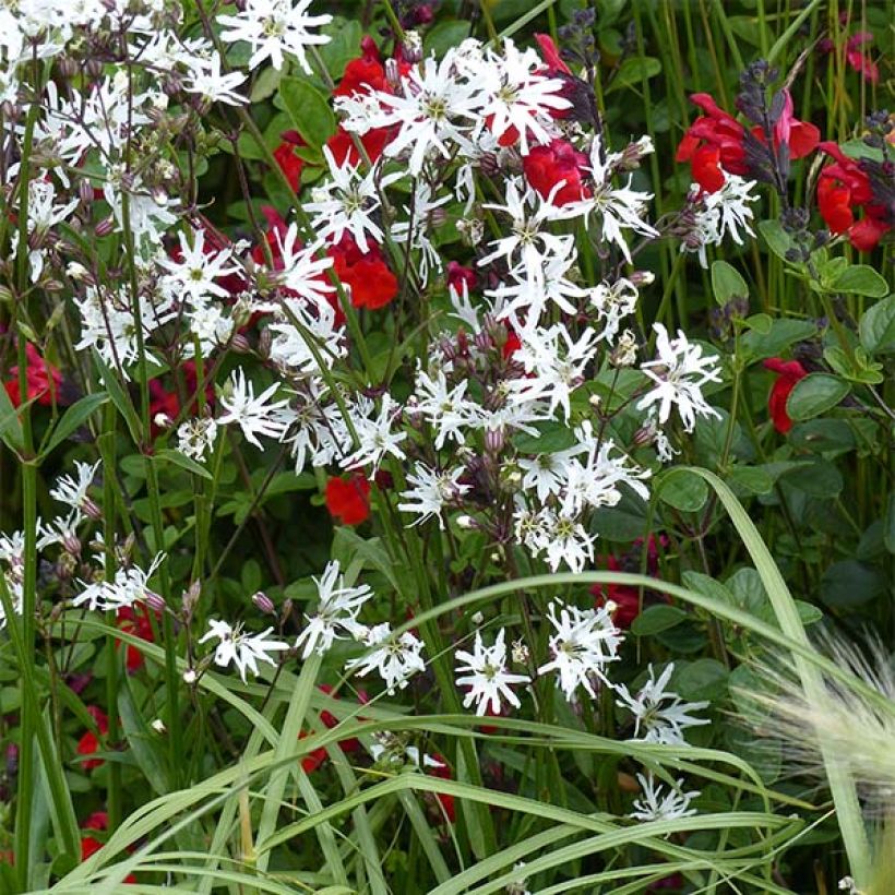 Lychnis flos-cuculi White Robin - Echte koekoeksbloem (Plant habit)