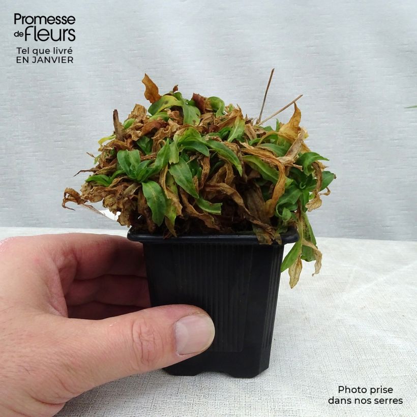 Example of Lychnis flos-cuculi White Robin - Oeillet des prés blanc Kweekpotje van 7/8 cm as you get in hiver