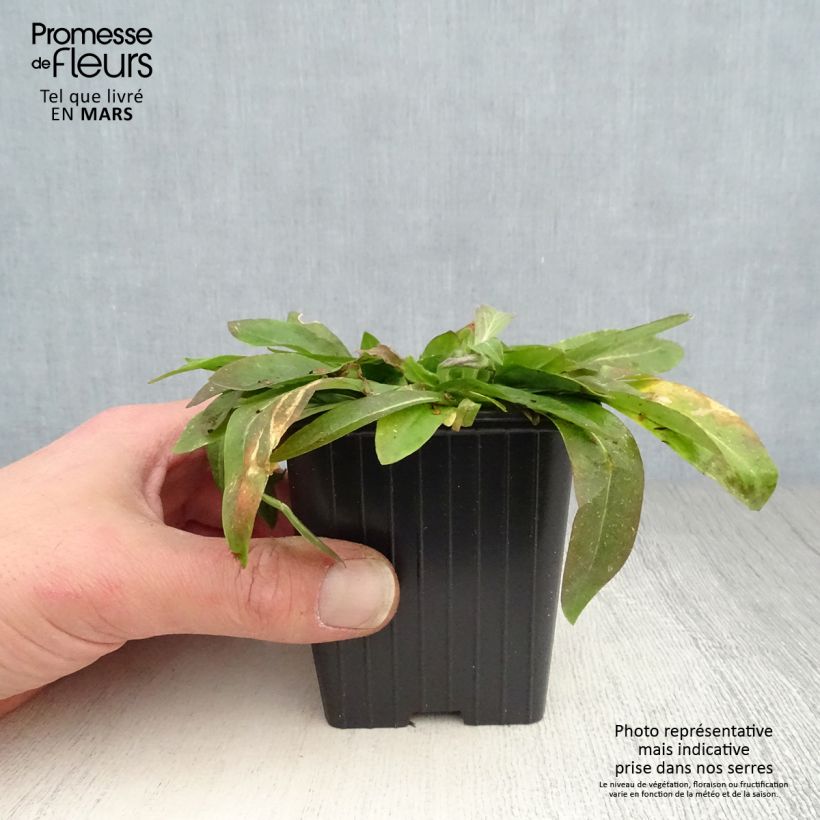 Exemplaar van Lychnis flos-cuculi White Robin - Echte koekoeksbloem Kweekpotje van 7/8 cm zoals geleverd in de lente