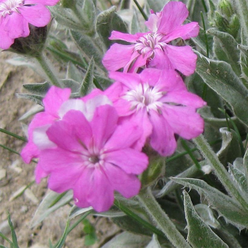 Lychnis flos-jovis - Jupiterbloem (Bloei)