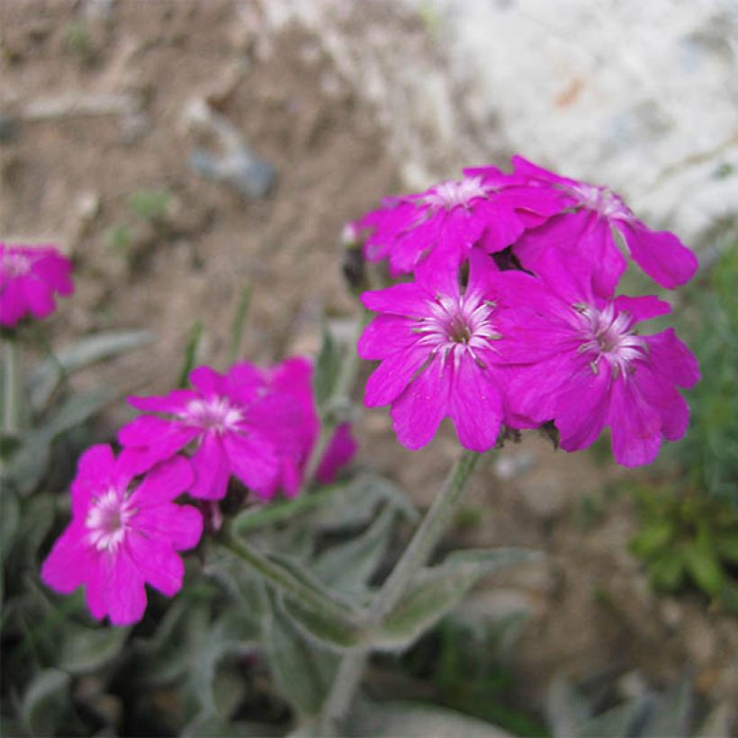 Lychnis flos-jovis Peggy - Jupiterbloem (Bloei)