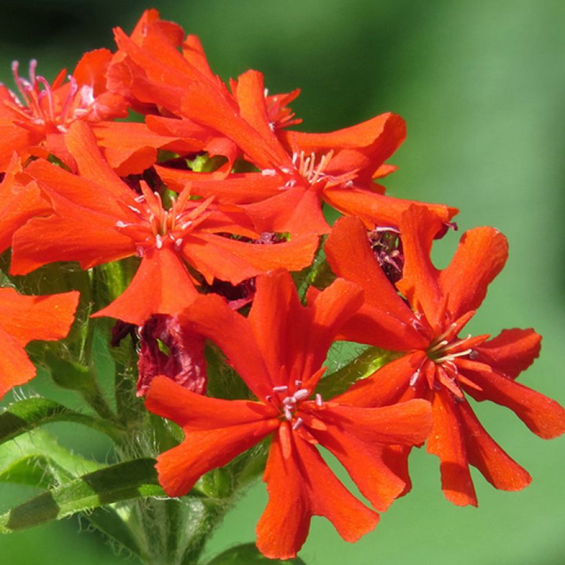 Lychnis haageana Molten Lava - Brandende liefde (Bloei)