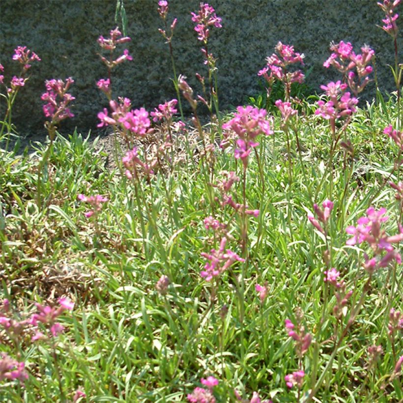 Lychnis viscaria Plena - Rode pekanjer (Flowering)