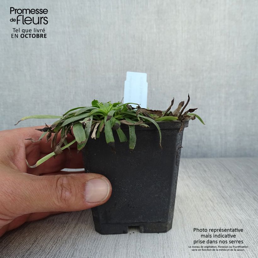 Exemplaar van Lychnis viscaria Plena - Rode pekanjer Kweekpotje van 8/9 cm zoals geleverd in de herfst