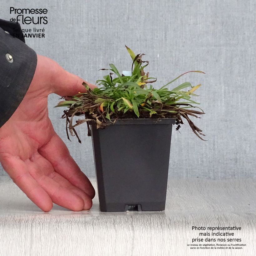 Example of Lychnis viscaria Plena - Rode pekanjer Kweekpotje van 8/9 cm as you get in hiver