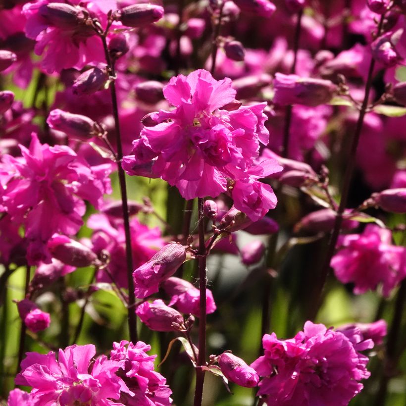 Lychnis viscaria Plena - Rode pekanjer (Bloei)