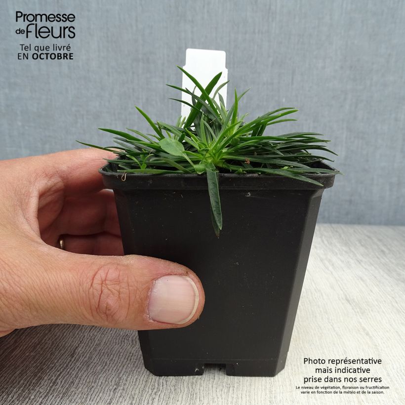 Exemplaar van Lychnis viscaria Splendens - Rode pekanjer Kweekpotje van 8/9 cm zoals geleverd in de herfst