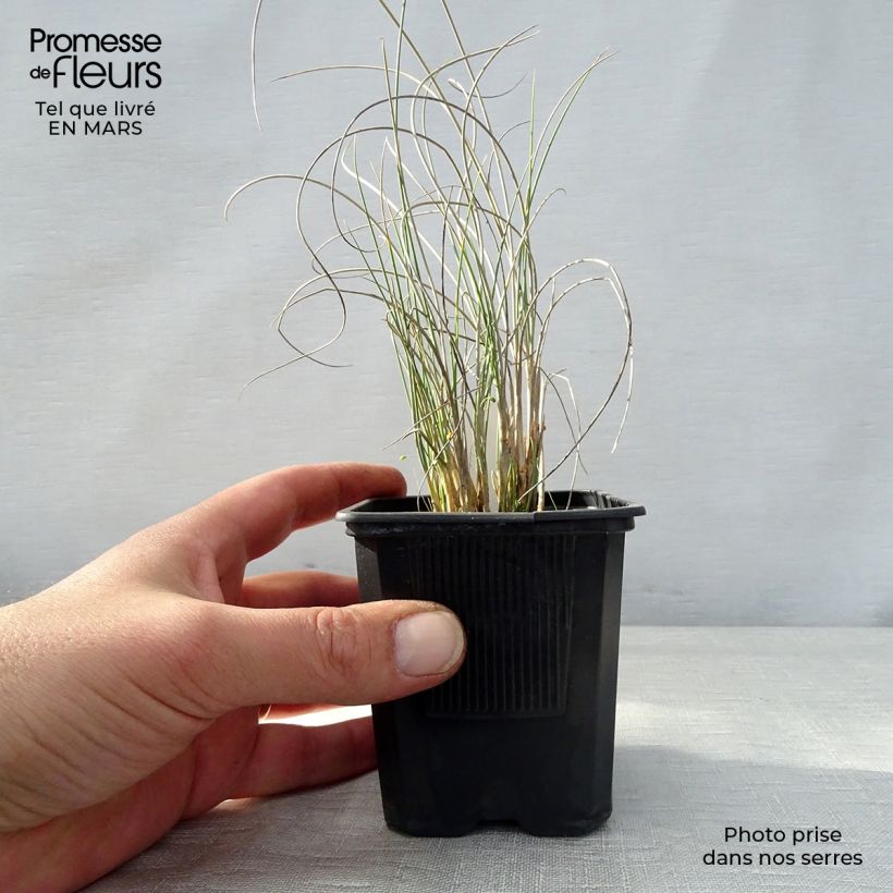 Exemplaar van Lygeum spartum - Espartogras Kweekpotje van 8/9 cm zoals geleverd in de lente