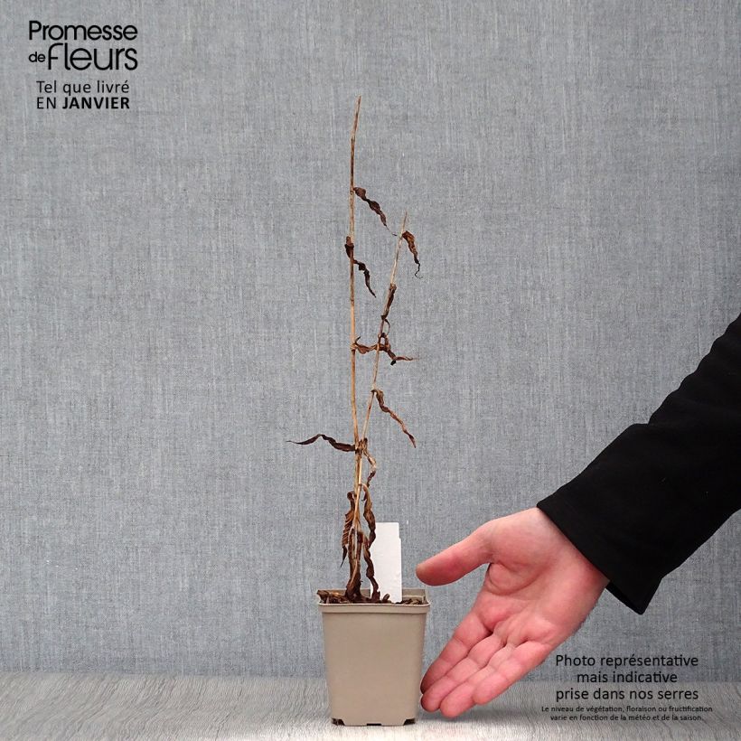 Example of Tricyrtis formosana Dark Beauty - Paddenlelie Kweekpotje van 8/9 cm as you get in hiver