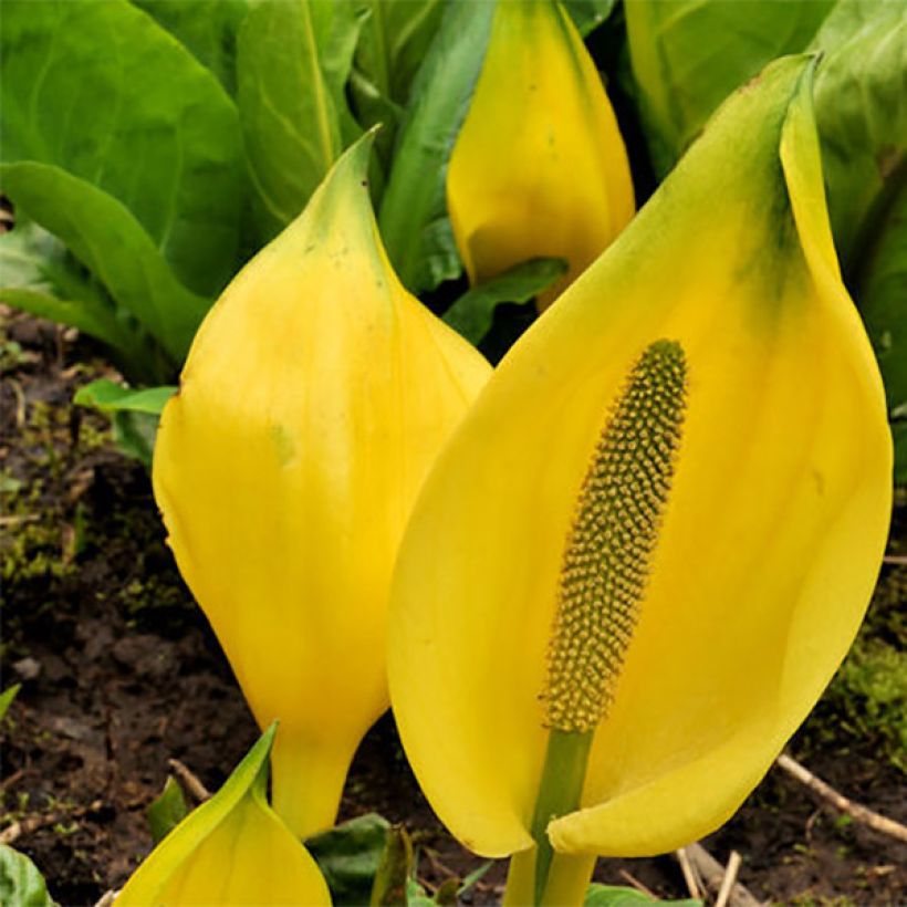 Lysichiton americanus - Moeraslantaarn (Bloei)