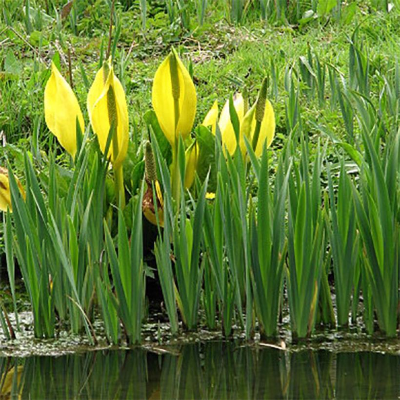 Lysichiton americanus - Moeraslantaarn (Groeiplaats)