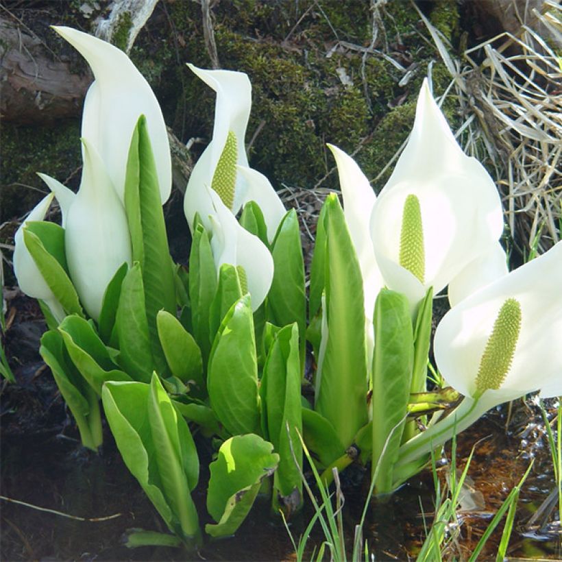 Lysichiton camtschatcensis - Moerasaronskelk (Groeiplaats)