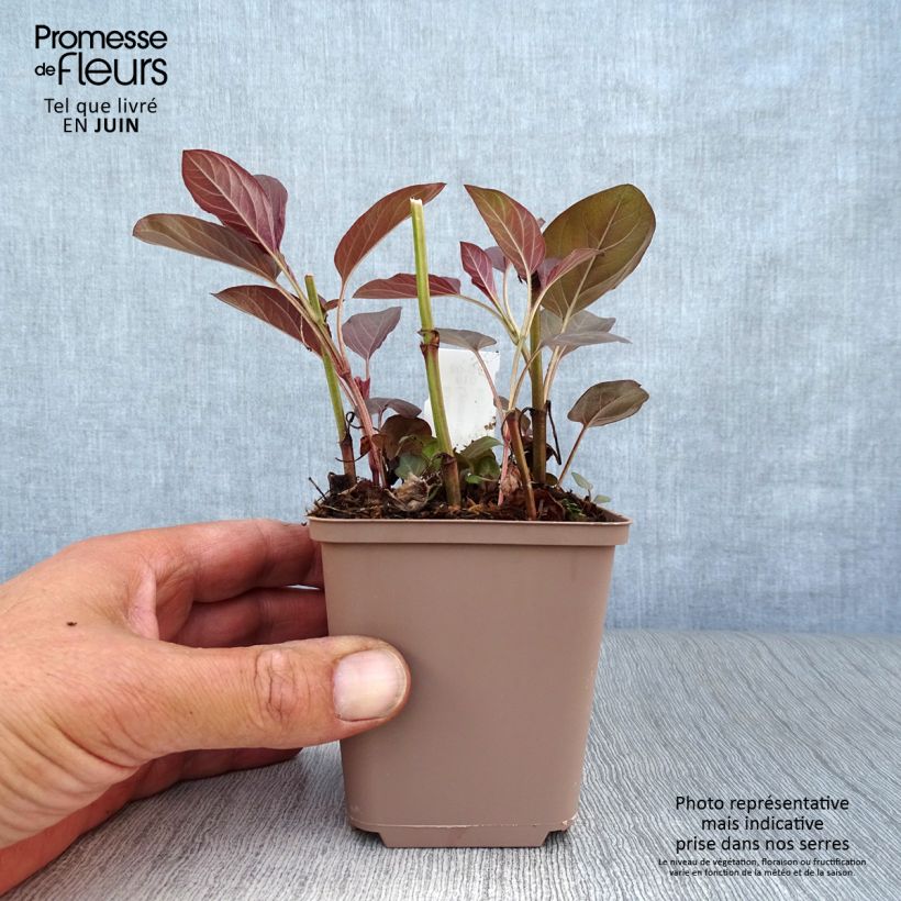 Exemplaar van Lysimachia ciliata Fire Cracker - Wederik Kweekpotje van 8/9 cm zoals geleverd in de zomer