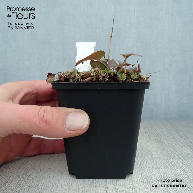 Example of Lysimachia ciliata Fire Cracker - Wederik Kweekpotje van 8/9 cm as you get in hiver