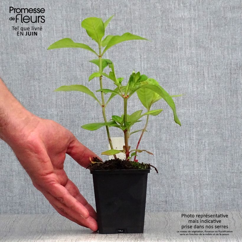 Exemplaar van Lysimachia clethroides - Witte troswederik Kweekpotje van 8/9 cm zoals geleverd in de zomer