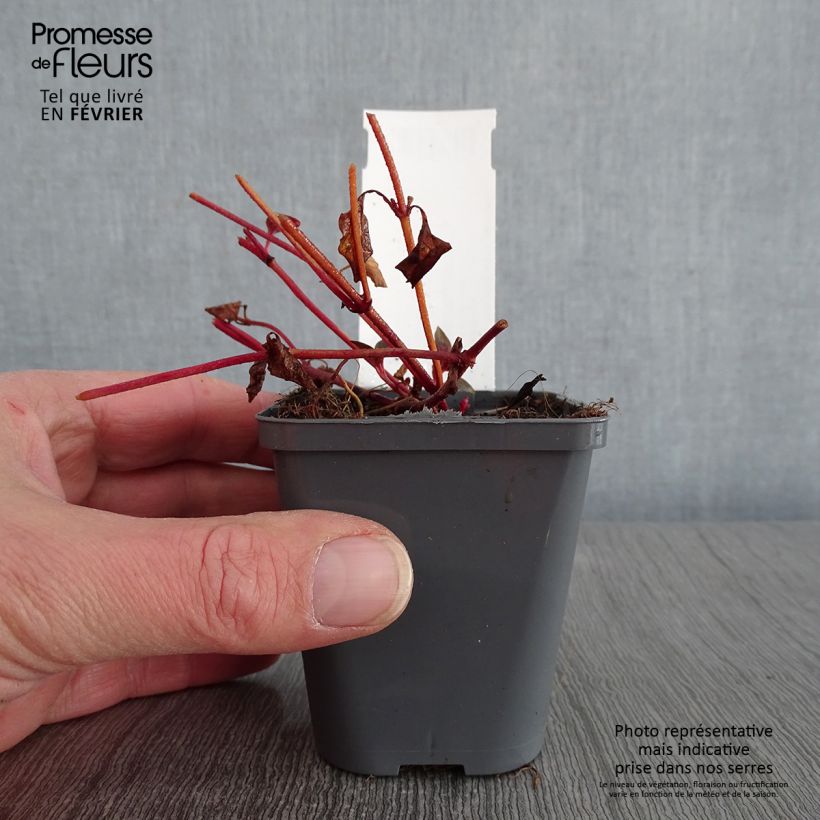 Example of Lysimachia congestiflora - Lysimache  Kweekpotje van 8/9 cm as you get in hiver