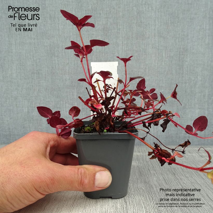 Exemplaar van Lysimachia congestiflora - Wederik Kweekpotje van 8/9 cm zoals geleverd in de lente