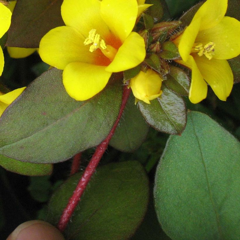 Lysimachia congestiflora - Wederik (Foliage)