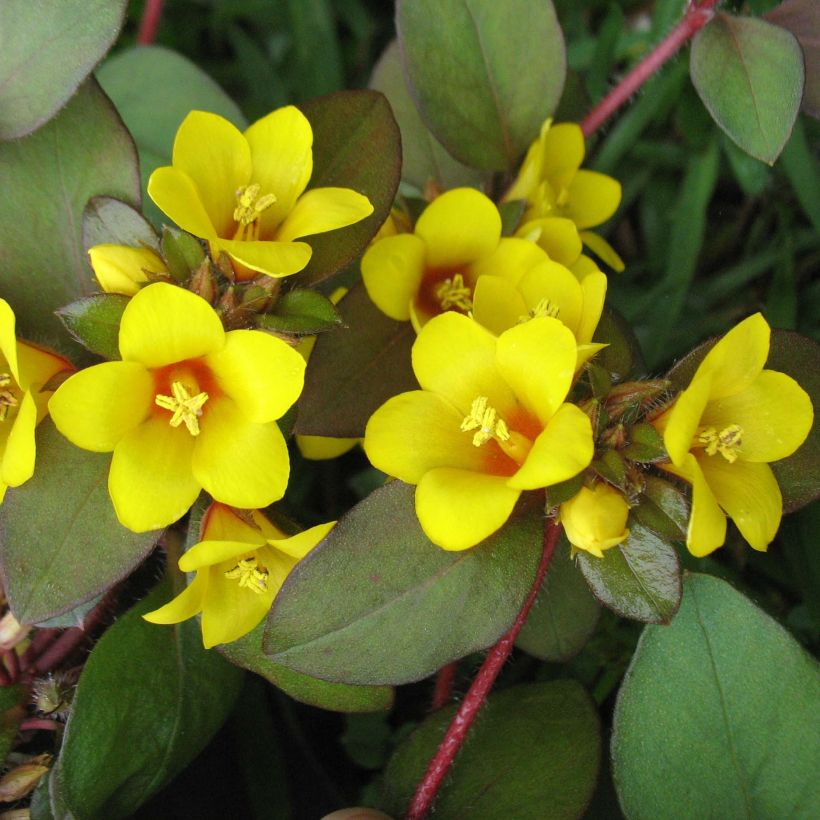 Lysimachia congestiflora - Wederik (Flowering)