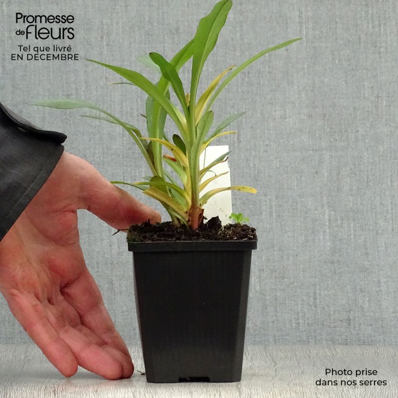 Example of Lysimachia ephemerum - Lysimaque ephémère Kweekpotje van 8/9 cm as you get in hiver