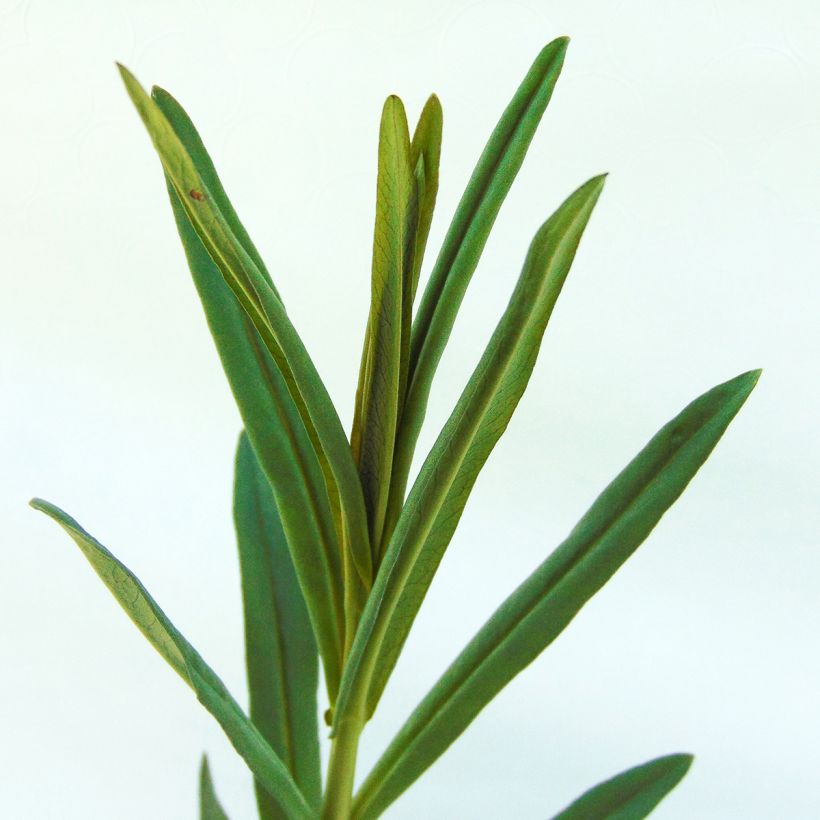 Lysimachia ephemerum - Wilgenbladwederik (Foliage)