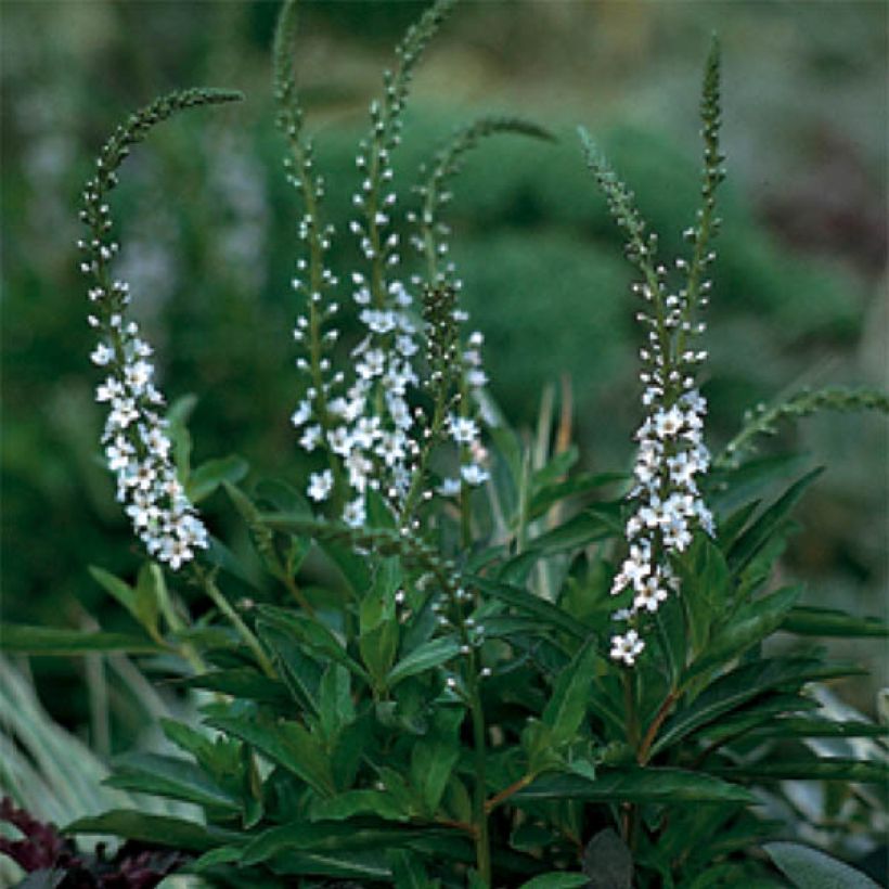 Lysimachia fortunei - Wederik (Bloei)