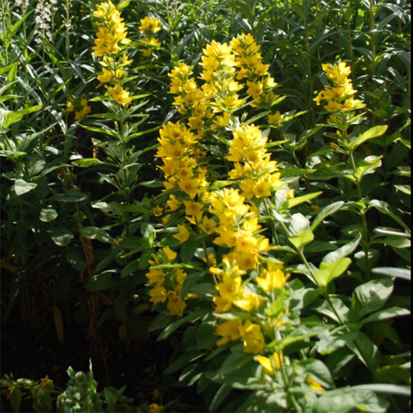 Lysimachia lichiangensis - Wederik (Bloei)