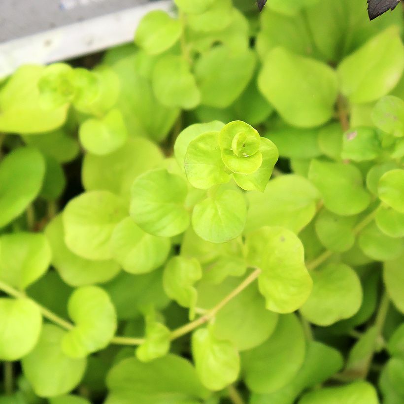 Lysimachia nummularia Goldilocks - Penningkruid (Blad)