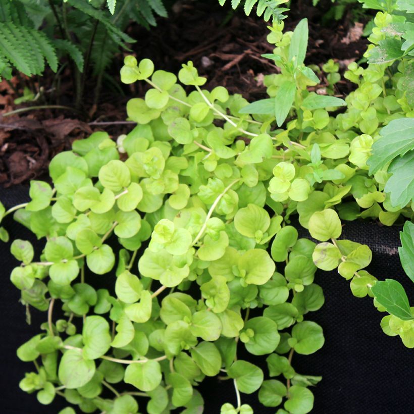 Lysimachia nummularia Goldilocks - Penningkruid (Groeiplaats)