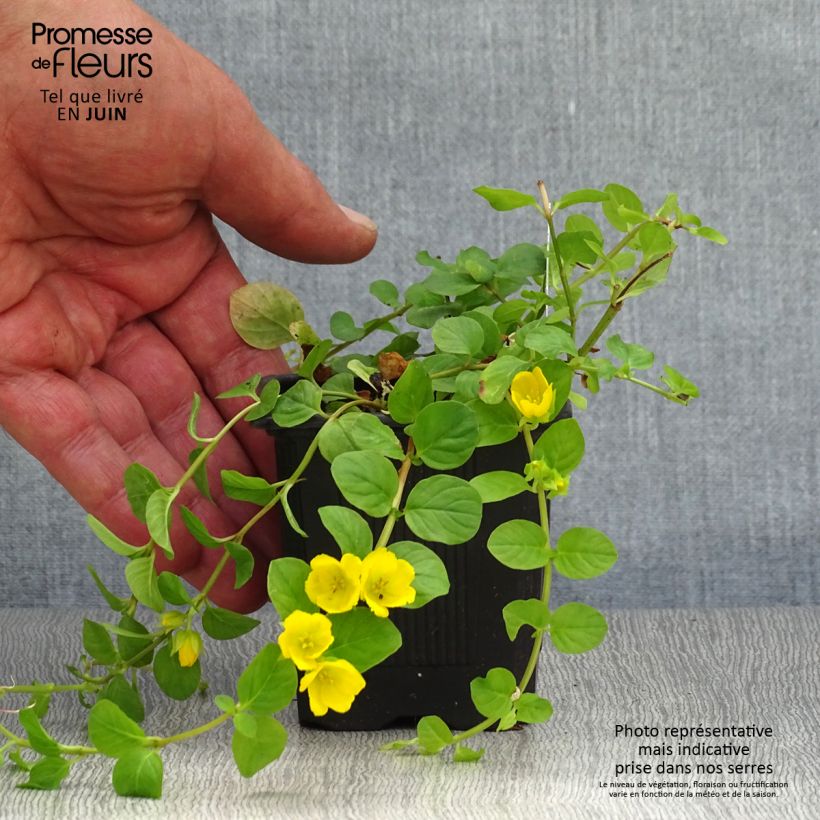 Exemplaar van Lysimachia nummularia - Penningkruid Kweekpotje van 8/9 cm zoals geleverd in de zomer
