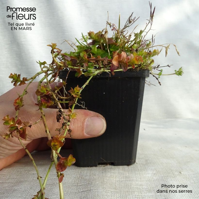 Exemplaar van Lysimachia nummularia Aurea - Penningkruid Kweekpotje van 8/9 cm zoals geleverd in de lente