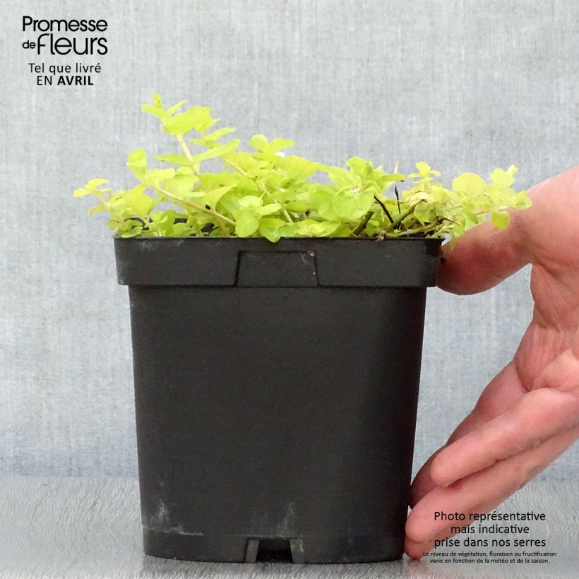 Exemplaar van Lysimachia nummularia Aurea - Penningkruid Pot van 2 l/3 l zoals geleverd in de lente