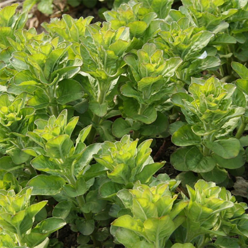 Lysimachia punctata - Puntwederik (Foliage)