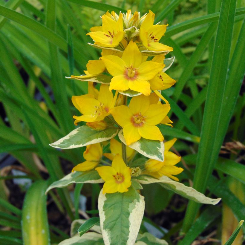 Lysimachia punctata Alexander - Puntwederik (Flowering)